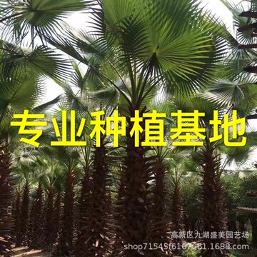 福建老人葵价格 华棕图片 华盛顿棕榈价格 老人葵树批发 华盛顿葵