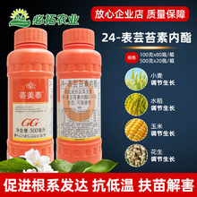 国光农药芸苔素内脂24表芸苔素内酯小麦植物生长调节剂生根壮苗