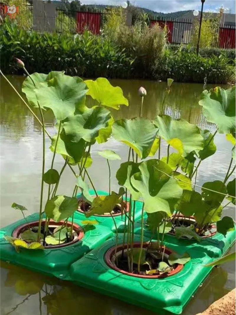 水上种花生态浮岛漂浮种植盆无土栽培鱼池水池鱼塘种植浮床跨