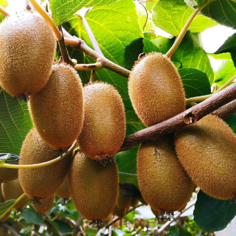 陕西周至猕猴桃10斤新鲜水果奇异大果当季礼盒包邮-阿里巴巴