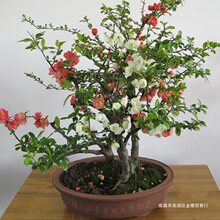 海棠花盆栽树苗盆景重瓣老桩庭院绿植物室内四季花卉开花好养易活