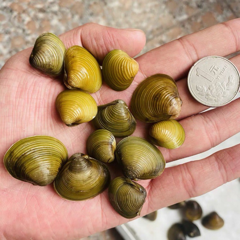 黄金河蚬溪蚬淡水小河蚌水族螺贝壳冷水水族观赏除绿水