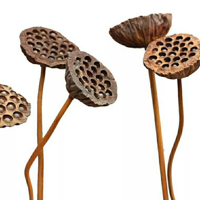 包邮莲蓬干花天然禅意装饰真杆带籽莲蓬原生态落地拍摄干花花束