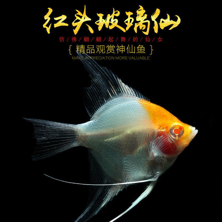燕鱼秘鲁玻璃金顶燕群游小型鱼苗七彩神仙鱼热带鱼观赏鱼活体招财