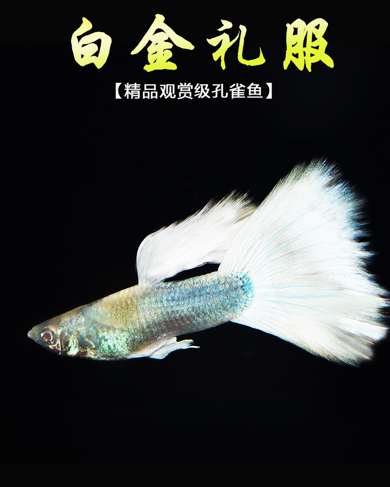 纯种孔雀鱼白金礼服 热带淡水小型观赏鱼胎生鱼临产怀孕母凤尾鱼