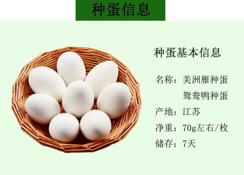 大种番鸭种蛋美洲雁受精蛋可孵化洋鸭种蛋火鸭种蛋番鸭蛋