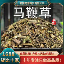 马鞭草中药材茶马边草500克新鲜马鞭草干马鞭梢药用洗发干货新货