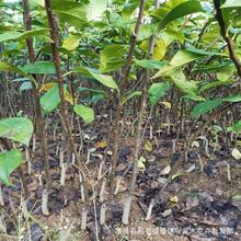 农户直销盆栽地栽水晶梨树苗 晶莹剔透 外观美庭院种植梨子树批发