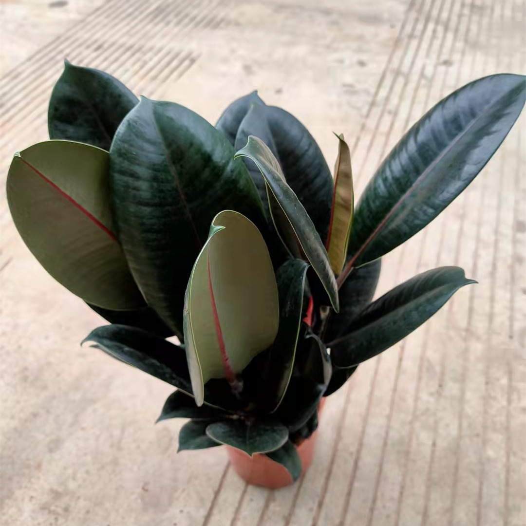 150#黑金刚橡皮树美国榕小盆栽绿植花卉办公室桌面植物一件18盆