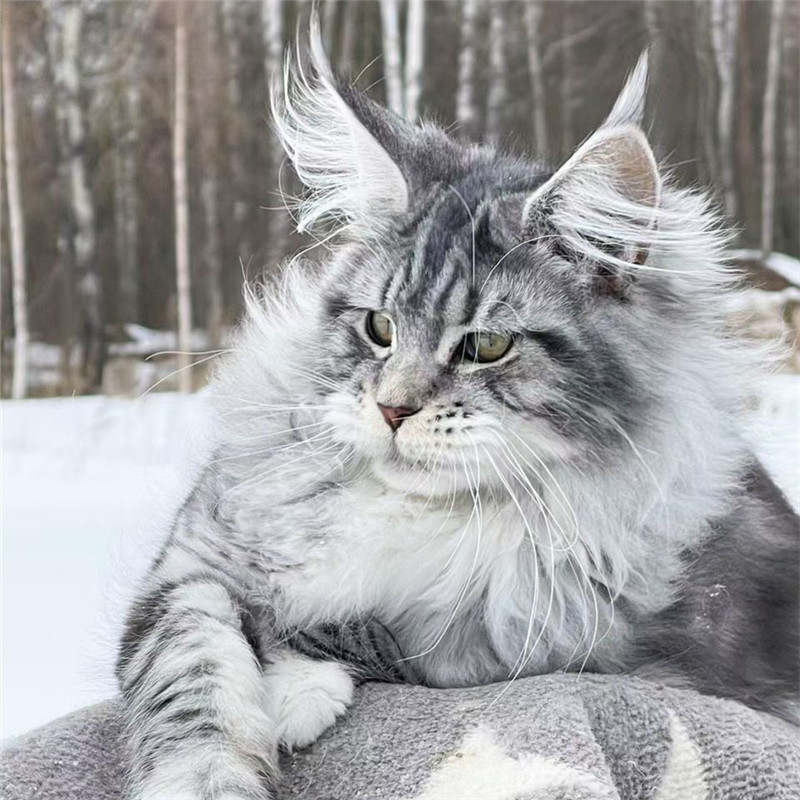 缅因猫巨型纯种银虎斑棕虎斑大体型挪威森林猫幼崽缅因猫幼猫活体