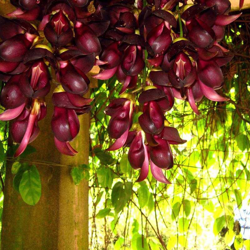 油麻藤种子多年生豆科常青爬藤植物牛马藤大血藤种子批发代发