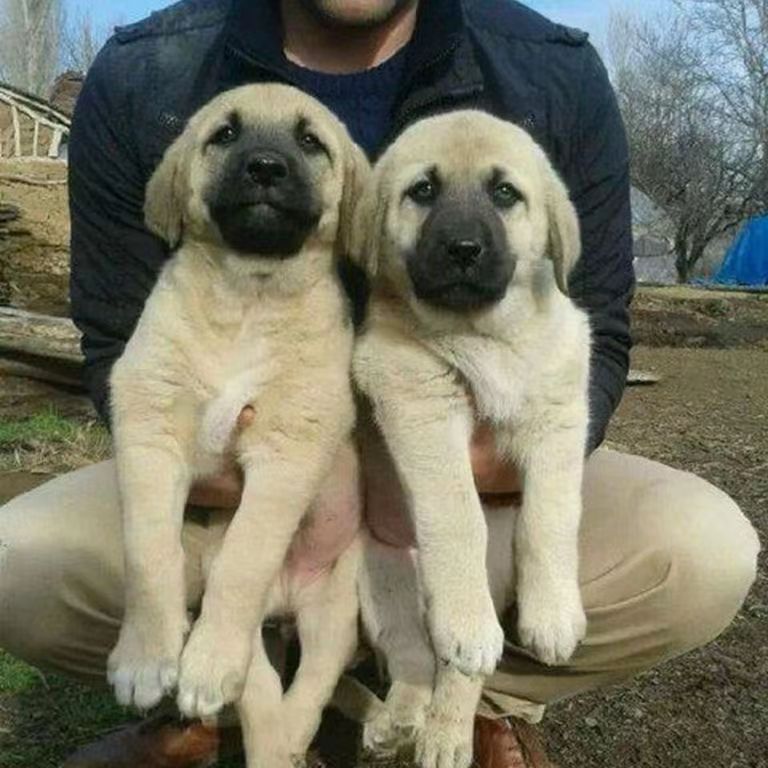 出售纯种坎高犬幼犬活体 大骨架护主放羊狗短毛大型猛犬坎高犬