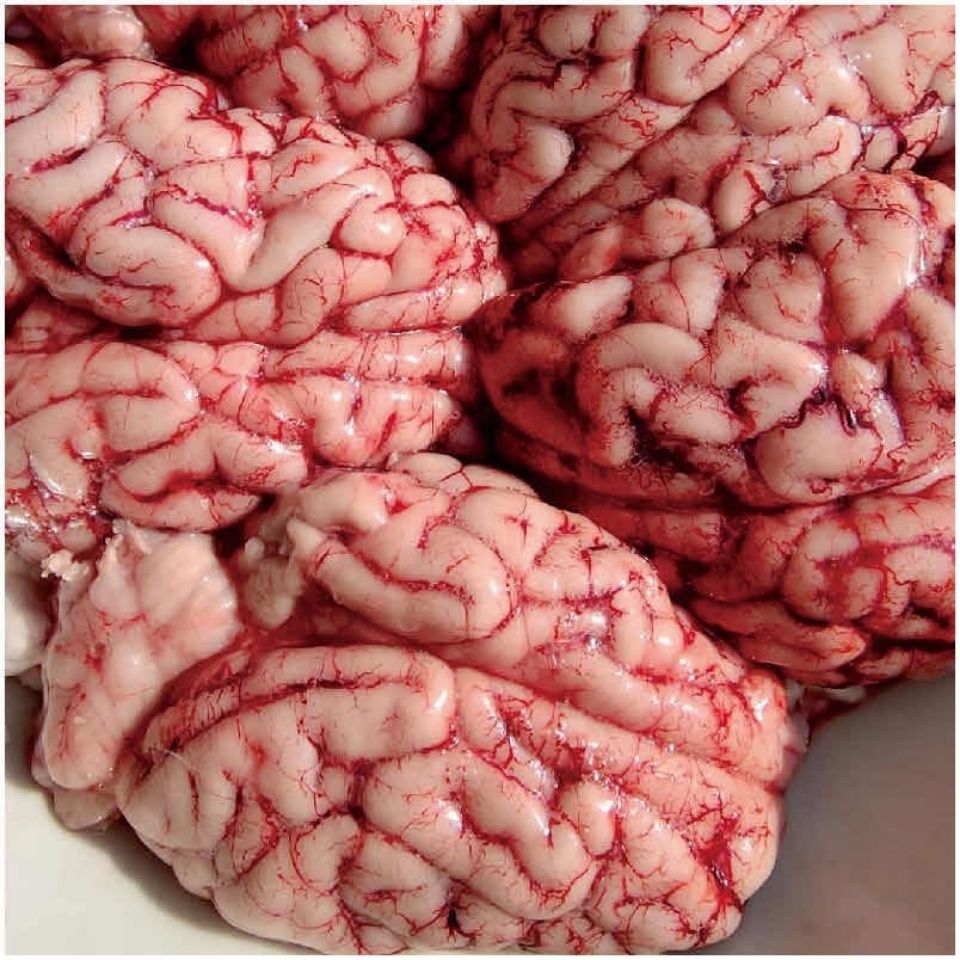 冷冻新鲜猪脑猪脑花 左右脑 脑髓火锅自助餐烧烤8副起