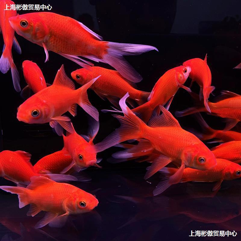 红草鱼锦鲤鱼体观赏鱼冷水鱼黄金红白种 龙凤锦鲤苗家庭鱼
