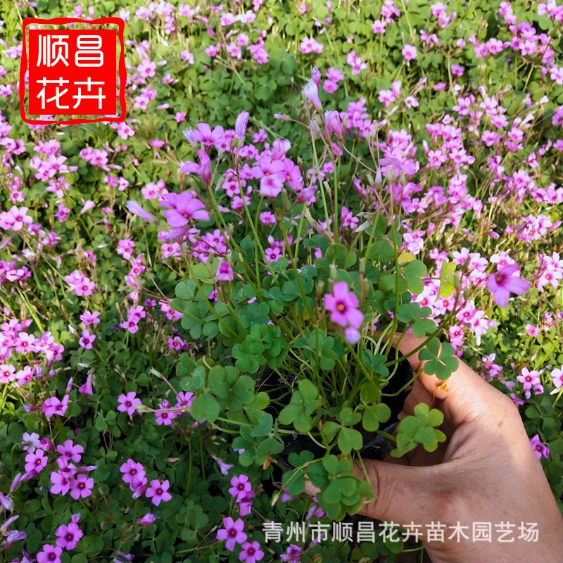 三叶草红花酢浆草 植物草四季青红叶酢浆草 青州基地批发工程苗木