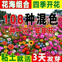 野花组合耐寒多年生花种子波斯菊百日太阳花四季开花庭院易种活