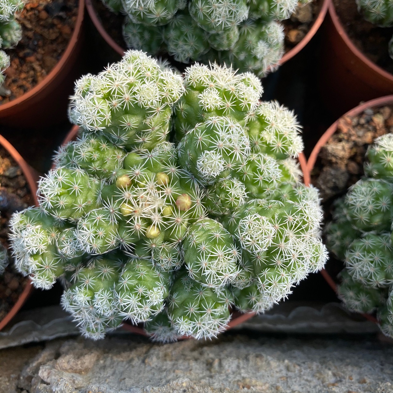 白鸟独桩盆栽掌形景天科仙人掌及多肉植物