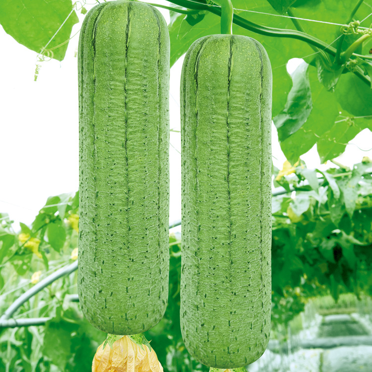 早中熟短圆筒形皱皮绿色肉丝瓜肉质紧实清甜-新优短棒