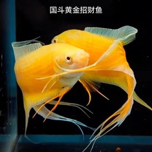 招财鱼中国黄金斗鱼免打氧冷水淡水观赏小鱼好养耐活免加温懒人鱼