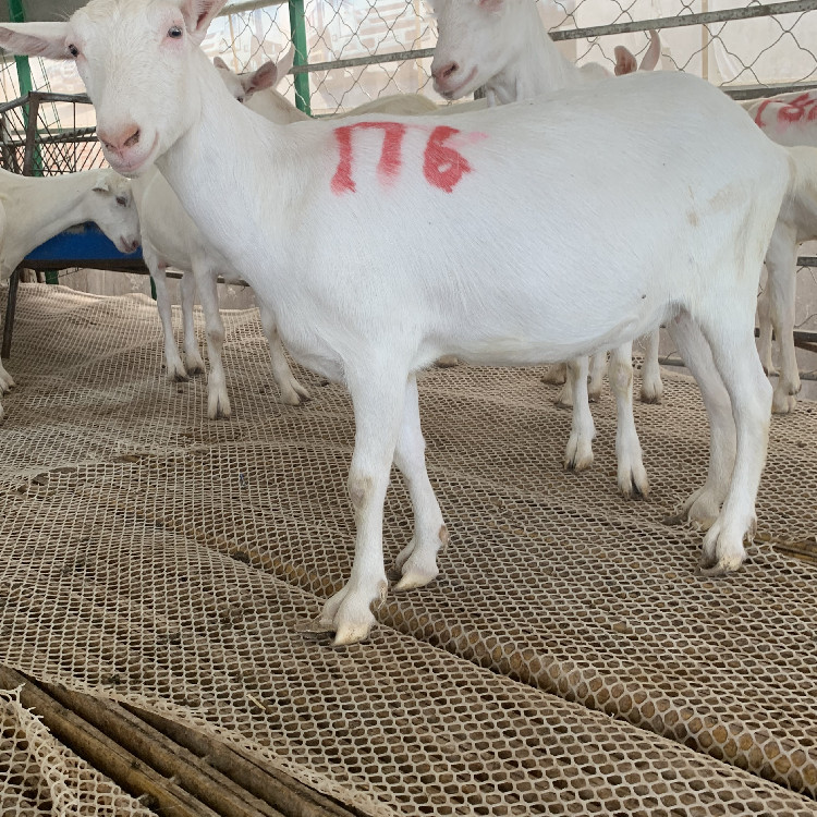 小尾寒羊成年母羊羊羔养殖场出售