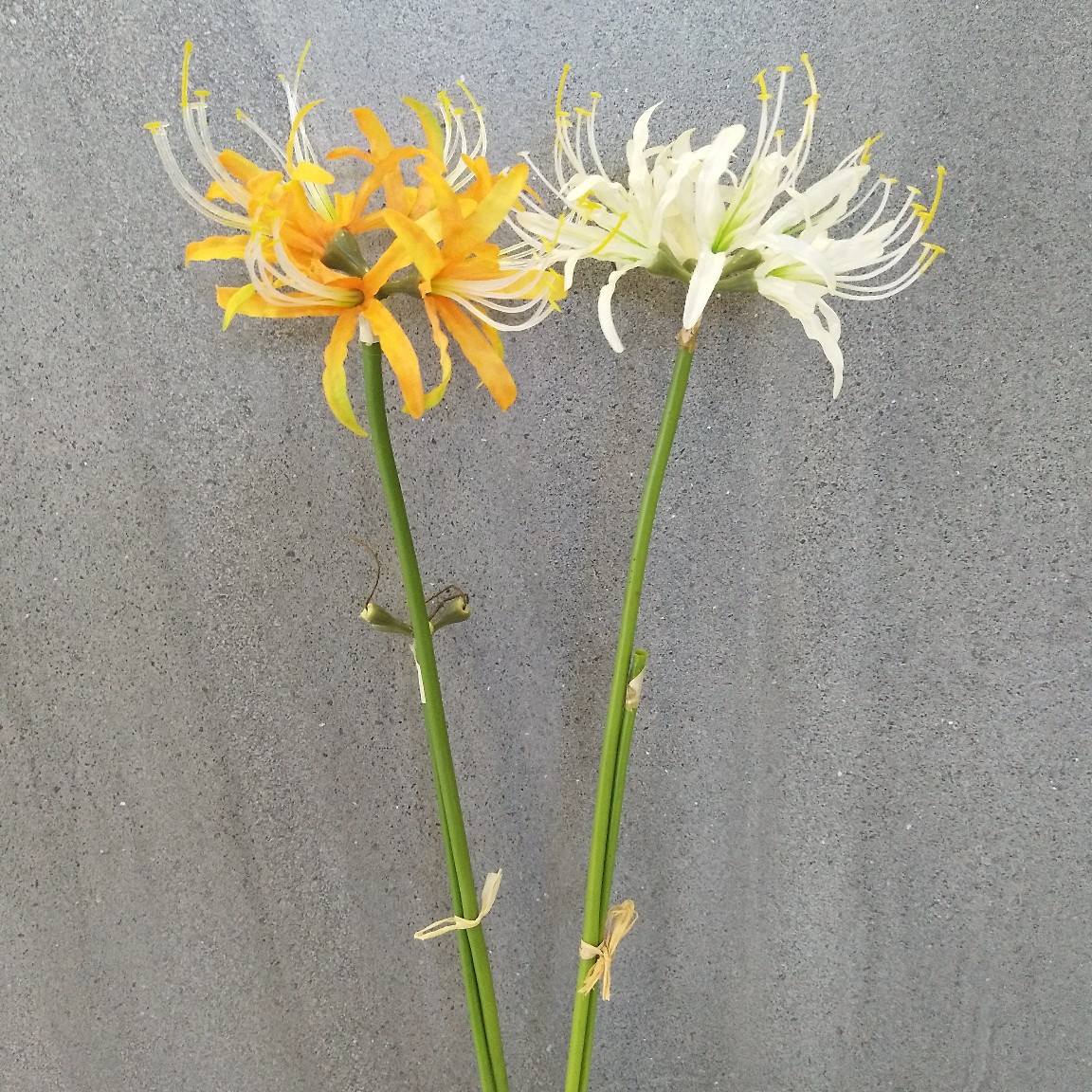 仿真2叉彼岸花现代家居装饰摆件婚庆摄影造景影楼拍照道具仿真花