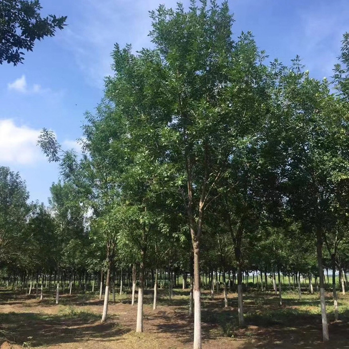 绿化苗木白蜡树苗白蜡杆树苗 速生白蜡对节白蜡大小苗