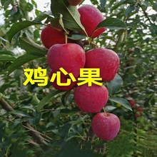 鸡心果树苗 3-4公分挂果树苗 南北方种植果园鸡心果 苗圃供应批发