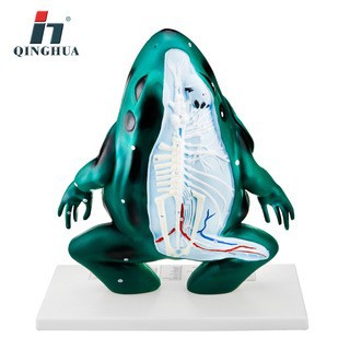 Qinghua Frog Anatomy Model Biological Model Laboratory Teaching Teacher Demonstration Student Customization