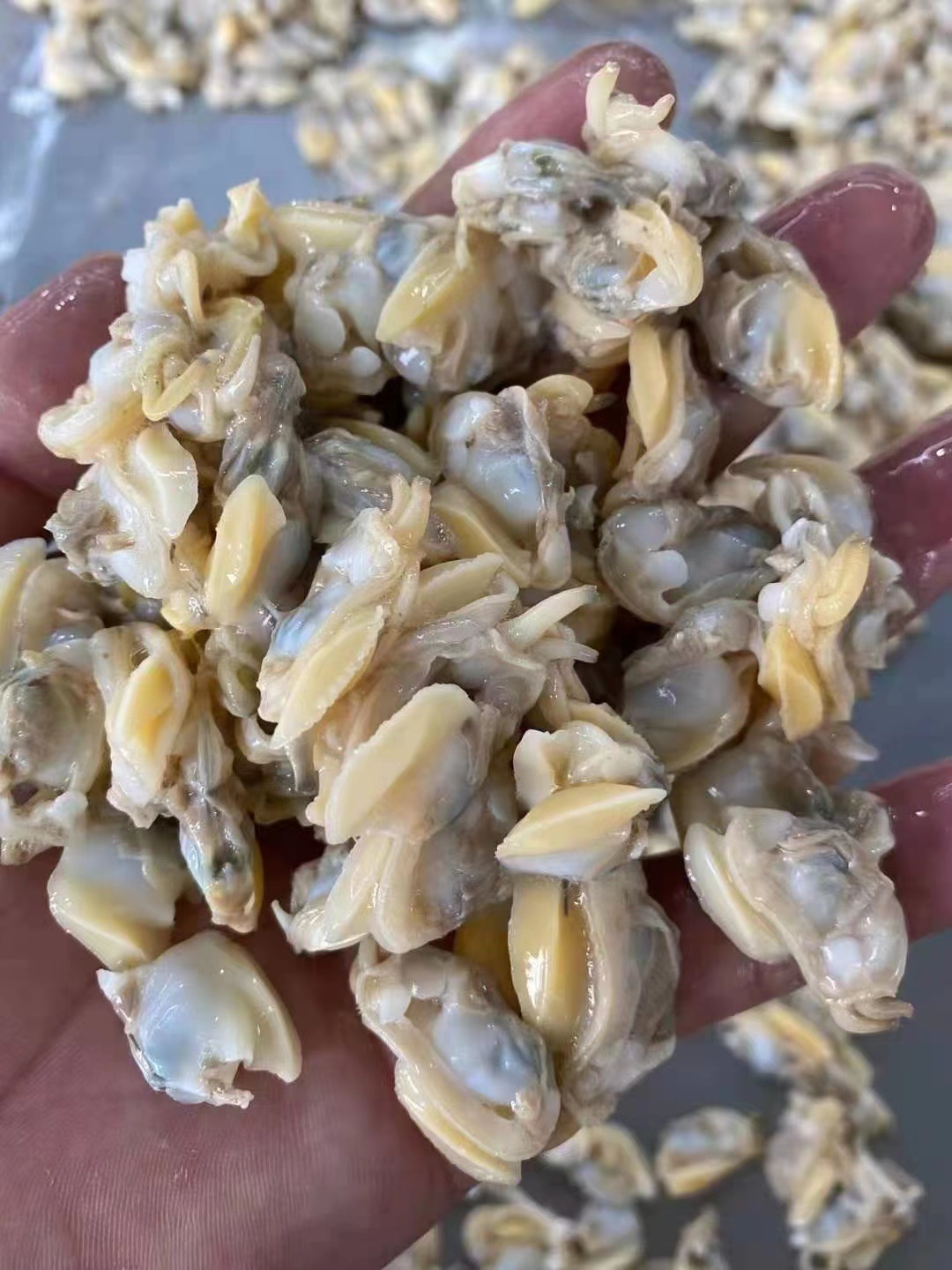 东山岛花甲肉蛤蜊肉油蛤去壳无沙新鲜花蛤鲜冻大黄蚬子杂蛤蛤蜊肉