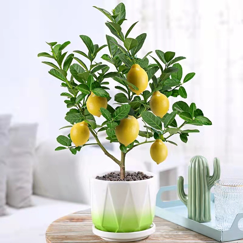 柠檬树苗带果柠檬苗绿植盆栽室内阳台庭院植物结果香水柠檬树包邮