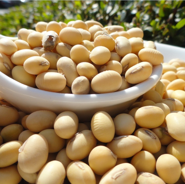 非转基因椭圆土黄豆500g农家自种土黄豆笨黄豆豆芽豆浆专用兴化产
