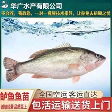 大量批发大口鲈鱼苗加州鲈鱼苗七星鲈鱼苗三号优鲈鱼苗量大从优