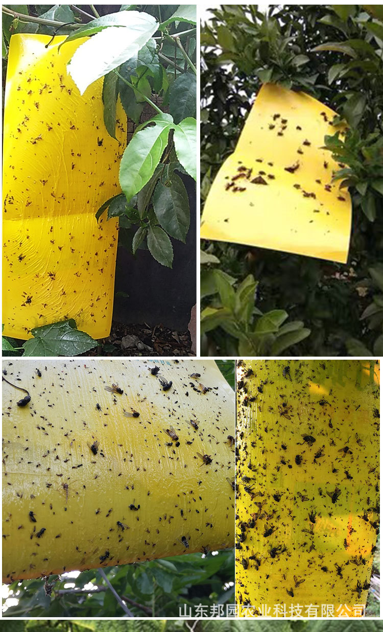 合邦园特粘果实蝇板双面粘虫板黄色可折叠大果园适用厂家直供批发