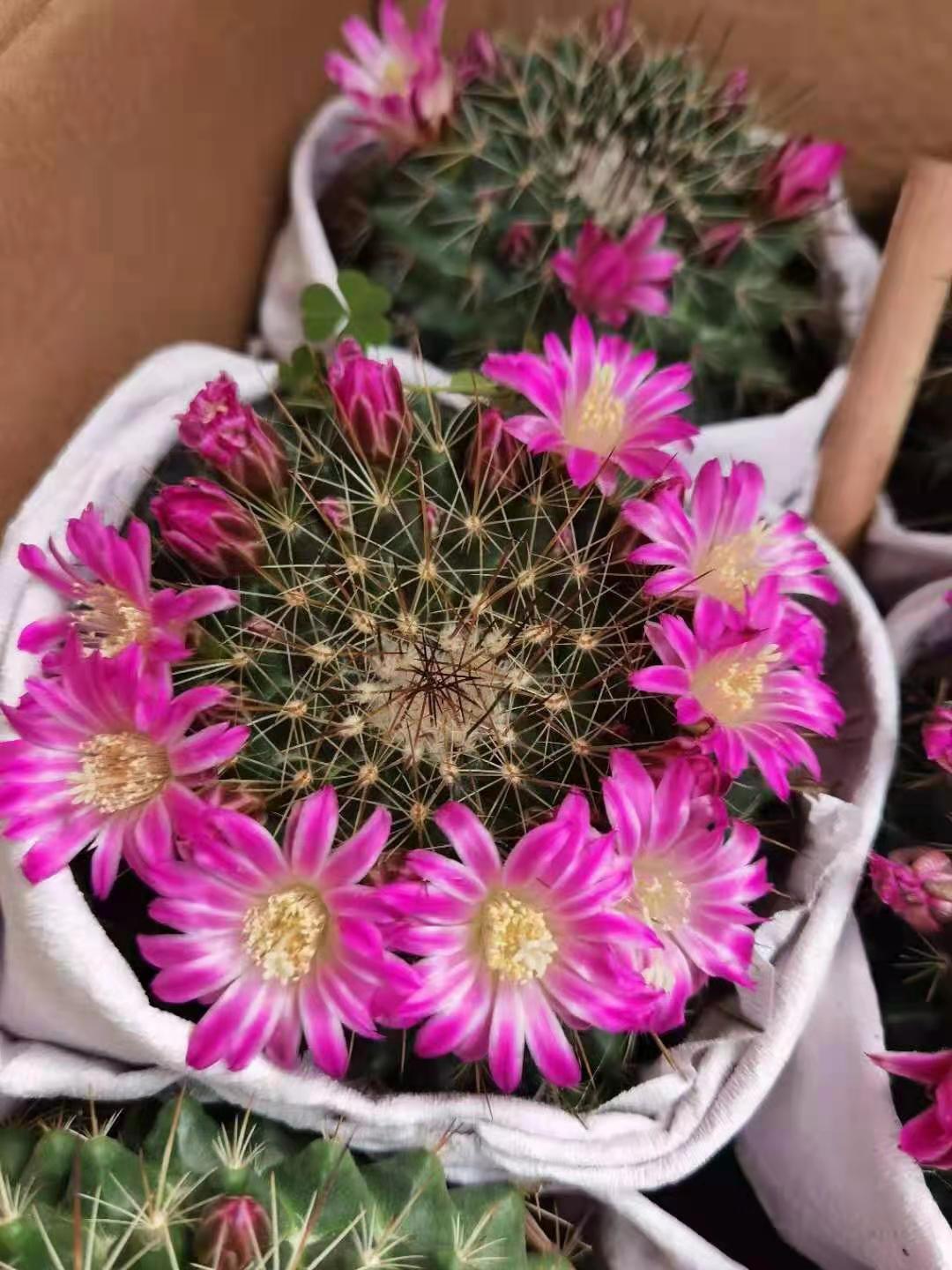【基地直供】家居植物花卉盆栽 仙人球多肉植物盆栽 紫光殿
