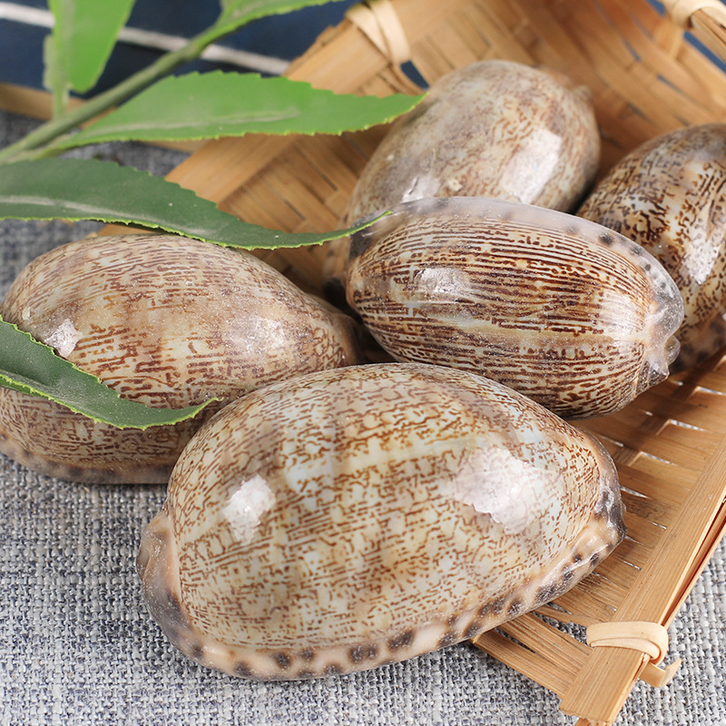 中药材 精选紫贝壳 文贝 紫贝齿 龙贝齿 50克 实体店