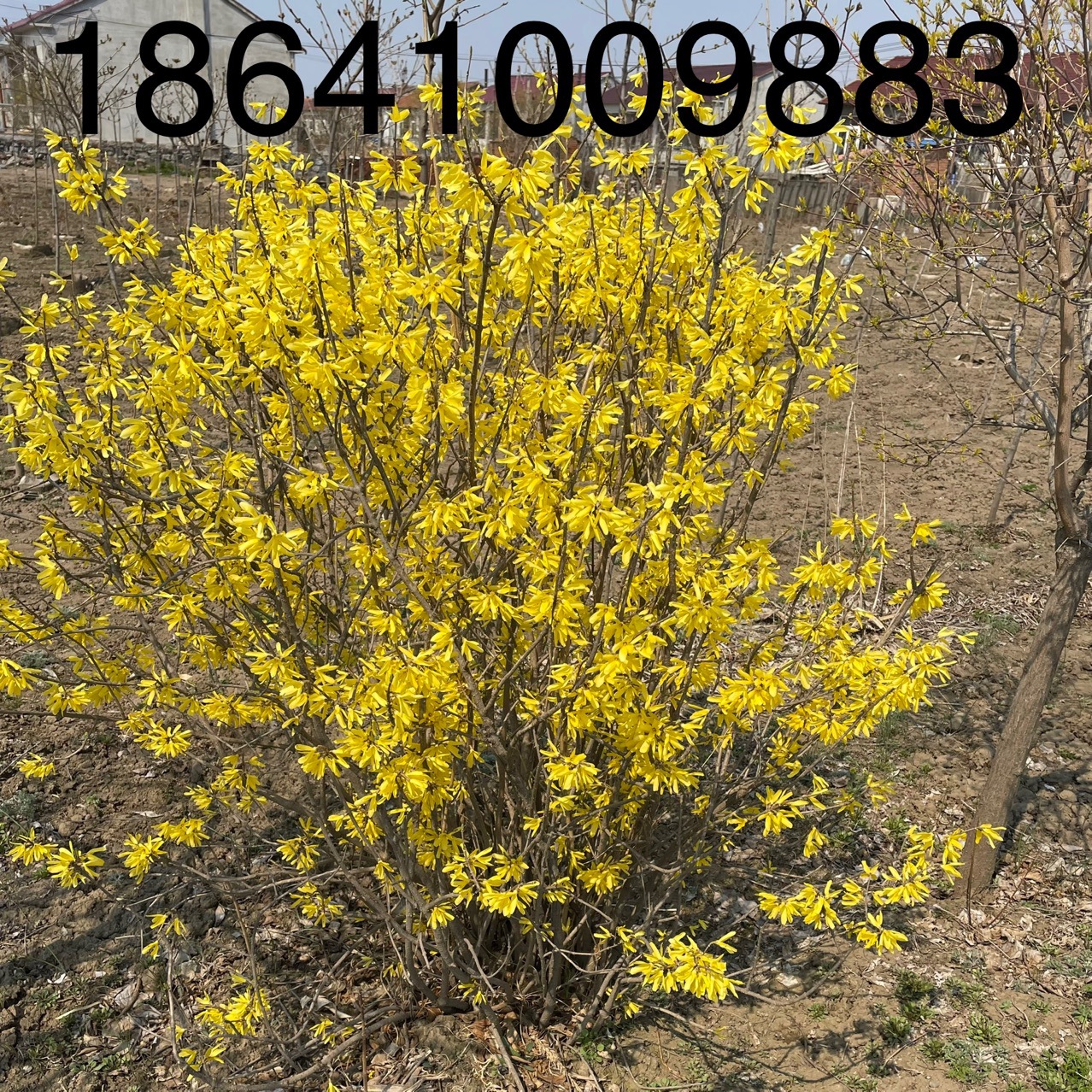 连翘东北连翘耐寒落叶灌木花期4月连翘树苗园林绿化树苗-阿里巴巴
