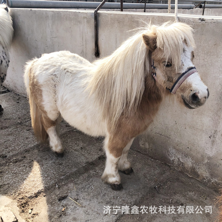 德保儿童多少活体小矮马