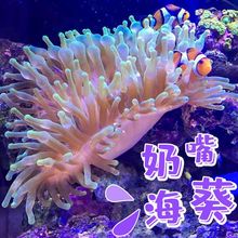 海葵海缸宠物荧光绿红海葵珊瑚绿地毯小丑鱼共生软体鱼缸奶嘴批发