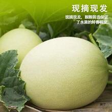 西双版纳当季金香玉金美人蜜瓜白肉哈蜜瓜新鲜甜黄蜜瓜带箱黄金瓜