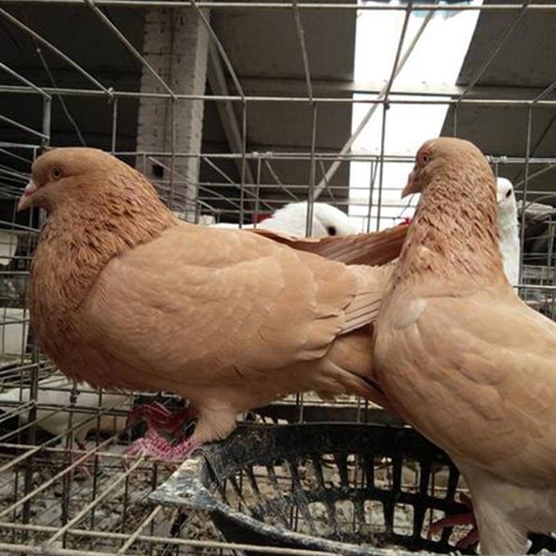 大体白羽王鸽子种蛋可孵化银王灰王肉鸽受精蛋信鸽青年鸽种鸽一对
