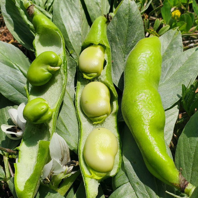 江西新鲜蚕豆5斤农家带壳生本地蚕豆罗汉兰花胡豆青豆荚蔬菜包邮