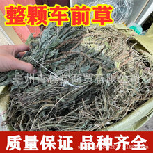 车前草中药材正品整颗全草带穗降尿酸蒲公英泡茶煮水