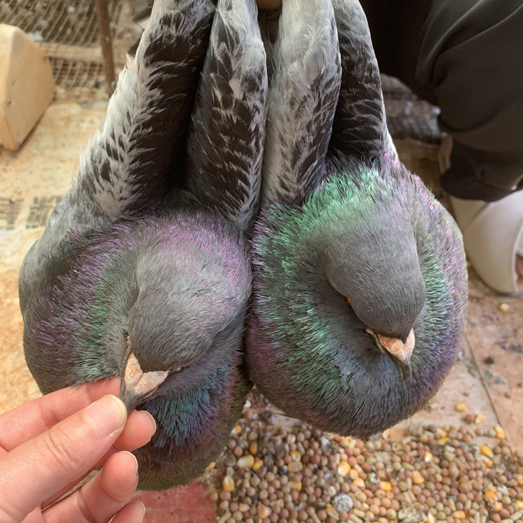 黄色燕子鸽价格 燕子观赏鸽养殖场 观赏鸽子燕子