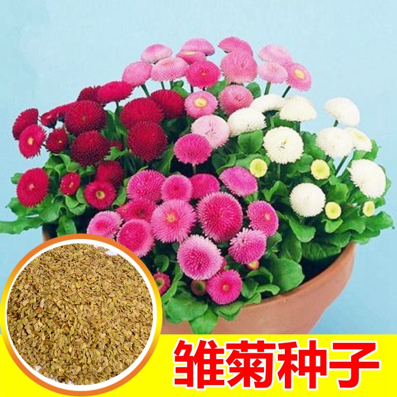 小雏菊种子四季易种植物花卉盆栽 多年生阳台室内外庭院秋播花籽