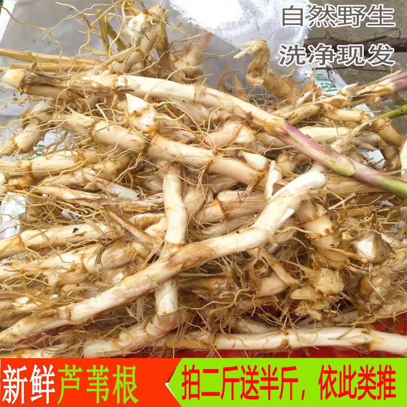 新鲜芦根芦苇根芦茅根苇根芦头芦柴根贵州3斤1斤250g-阿里巴巴