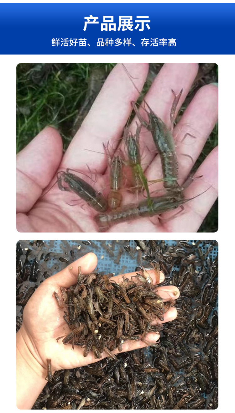 淡水养殖澳洲龙虾苗澳龙苗龙虾鱼苗活体 澳洲小龙虾苗批发供应