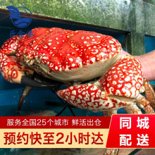 【活鲜】乐食港 澳洲进口鲜活 皇帝蟹 拟滨蟹大螃蟹 4.8-5.2斤/1