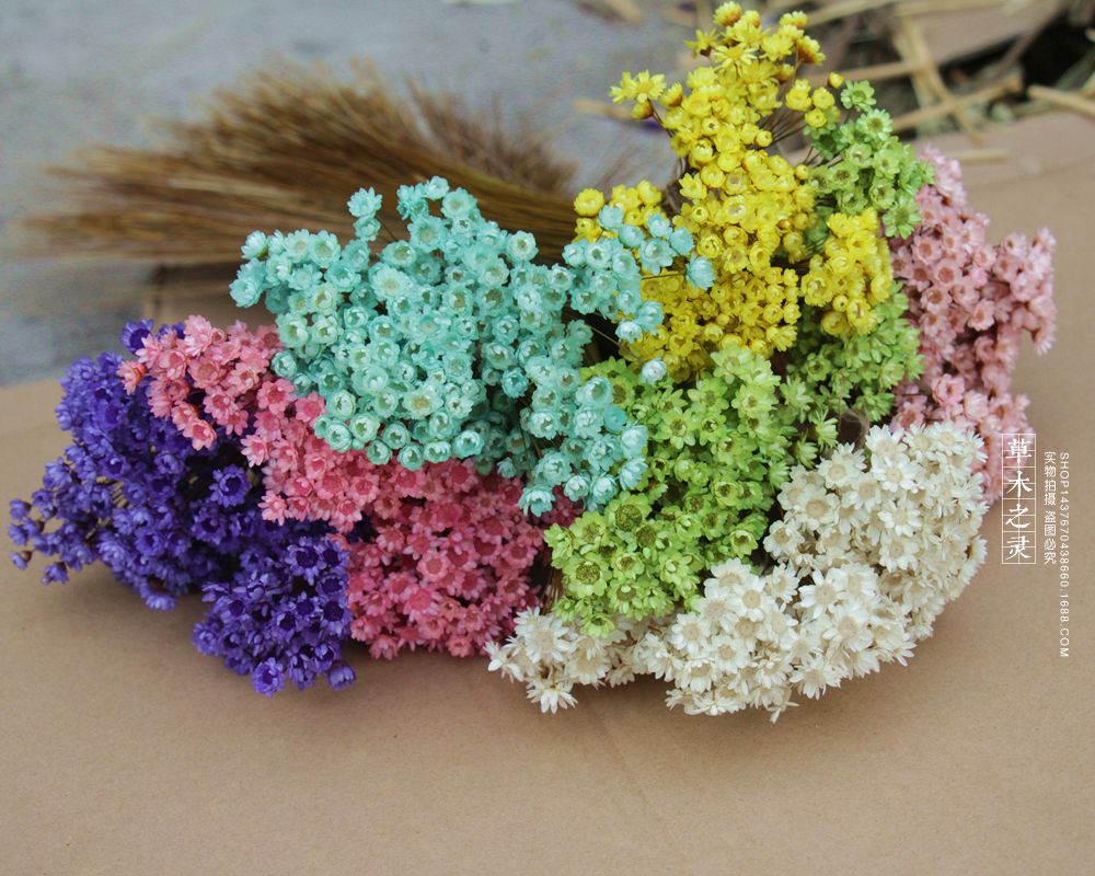 巴西进口小星花天星菊 纽扣花 钻石花 进口干花批发低价