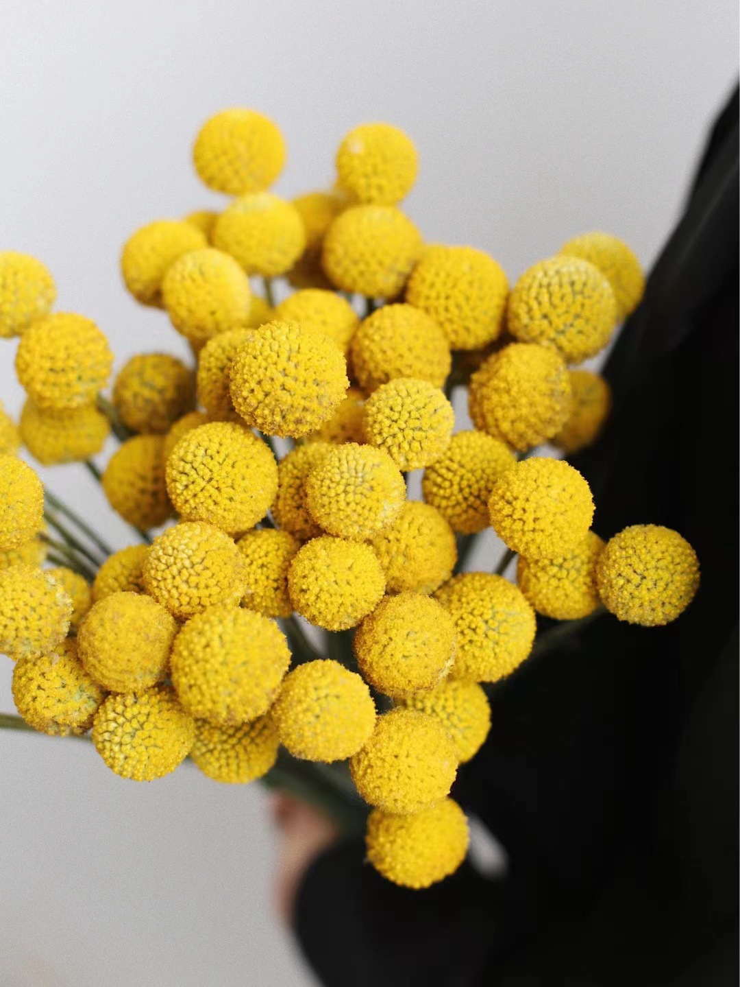 黄金球鲜花厂家批发 diy插花配材云南鲜切花基地直发配花配叶花材