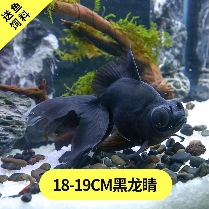 金鱼冷水观赏黑龙晴头好养耐活宠物淡水大中小型鱼苗蝶尾一件代发